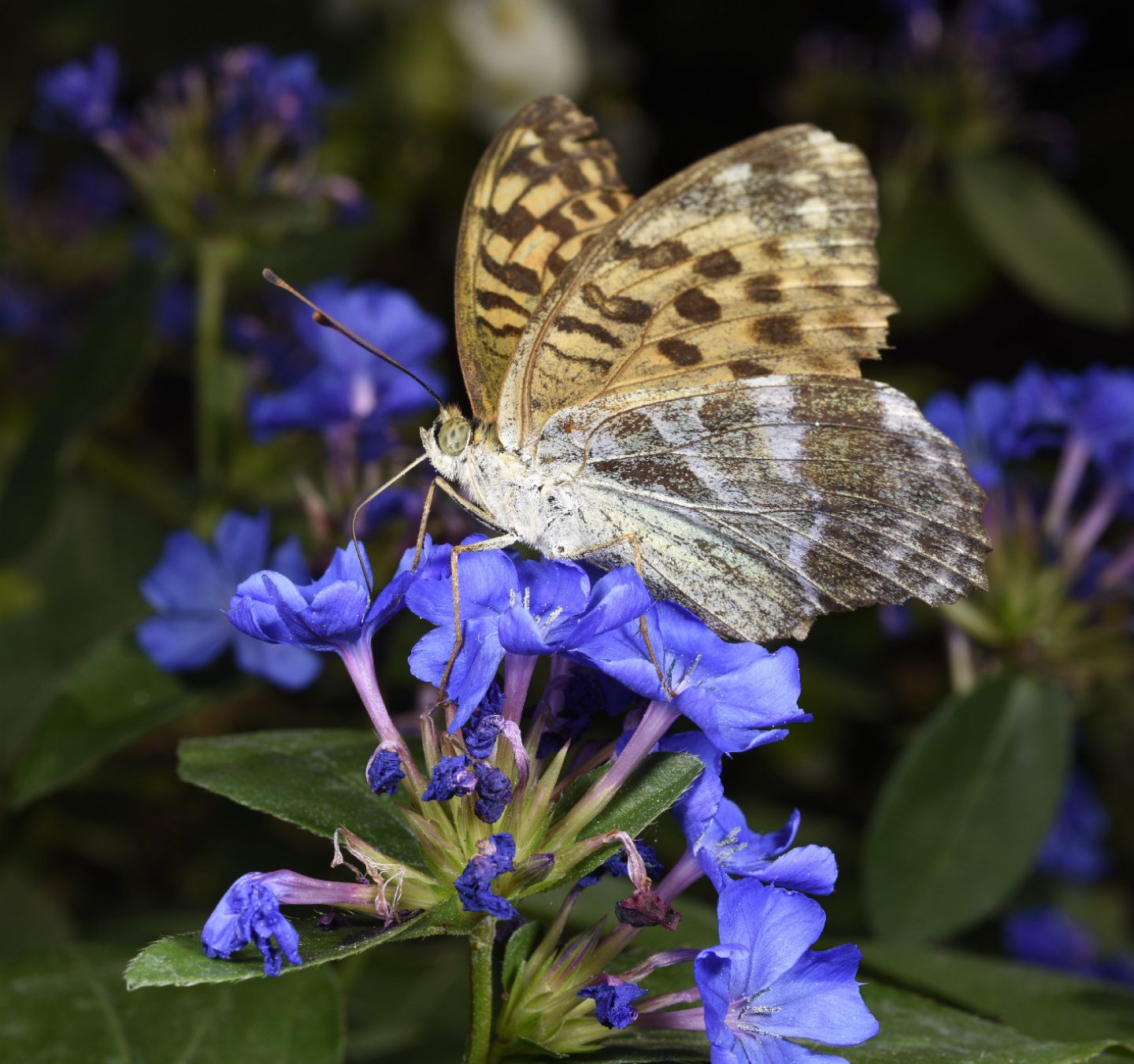 Richiesta classificazione: Argynnis (Argynnis) paphia f. valesina - Nymphalidae